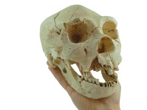 Homo heidelbergensis. Atapuerca. Craneo 5. Pleistoceno medio.Miguelón