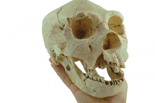 Homo heidelbergensis. Atapuerca. Craneo 5. Pleistoceno medio.Miguelón